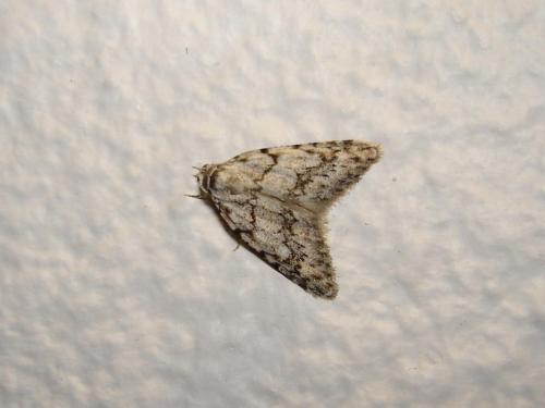 Réf. 17 804 : Nola cicatricalis
