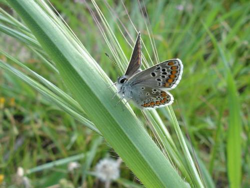 Aricia agestis
