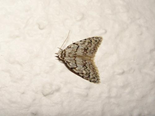 Réf. 17 805 : Nola cicatricalis
