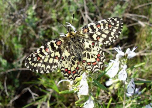 Zerynthia rumina