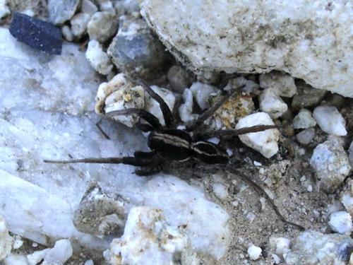 Alopecosa albofasciata