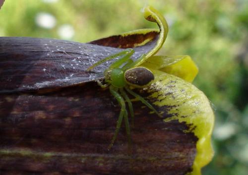 Réf. 17 875 : Diaea dorsata