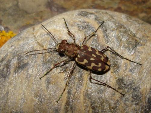 Réf. 17 872 : Lophyra flexuosa