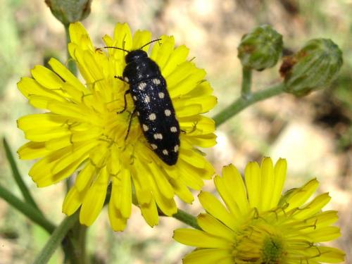 Acmaeodera degener