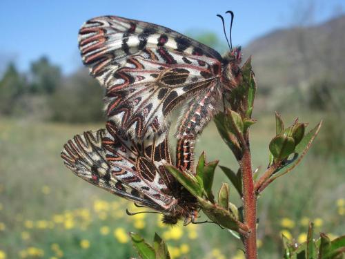 Zerynthia polyxena
