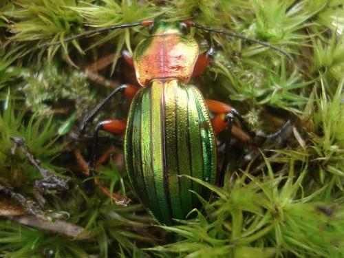 Réf. 17 689 : Carabus auronitens auronitens