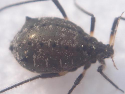 Réf. 17 763 : Cinara sp.