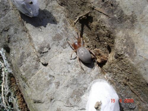 Drassodes sp.
