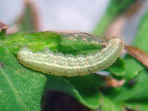 Operophtera brumata
