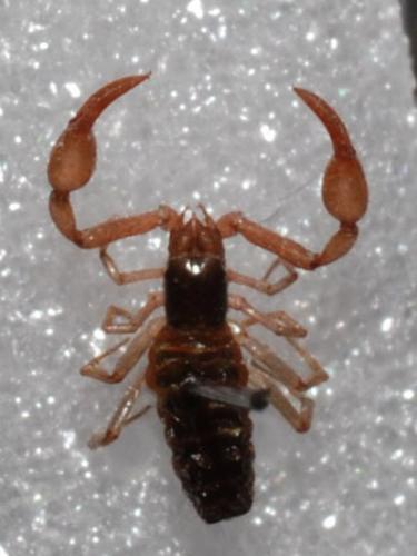 Neobisium sp.