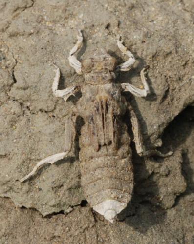 Gomphus vulgatissimus