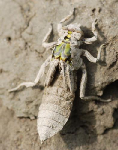 Gomphus vulgatissimus