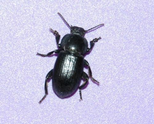 Heliopates littoralis