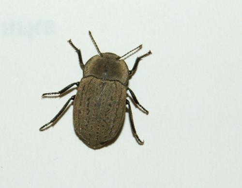 Réf. 17 832 : Asida sericea