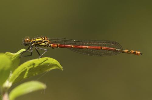 Pyrrhosoma nymphula