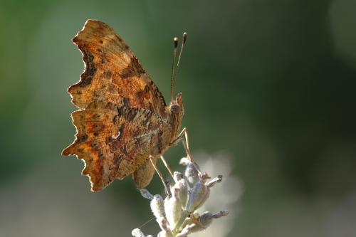 Polygonia c-album