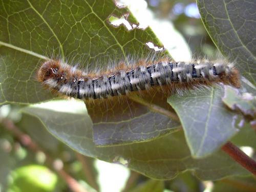 Réf. 17 022 : Lasiocampa quercus