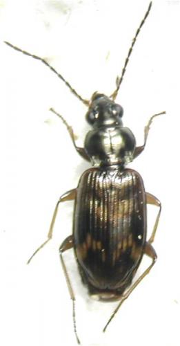 Bembidion dentellum