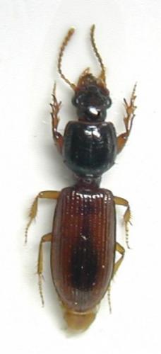 Réf. 17 622 : Clivina collaris