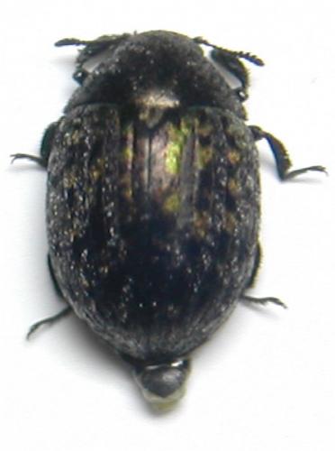 Réf. 17 661 : Cytilus sericeus