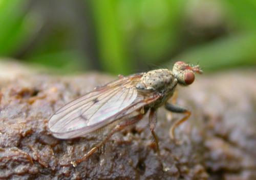 Scathophaga sp.