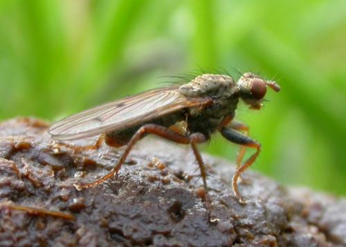 Scathophaga sp.
