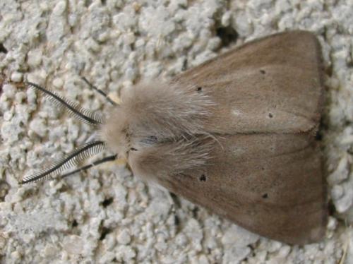 Diaphora mendica