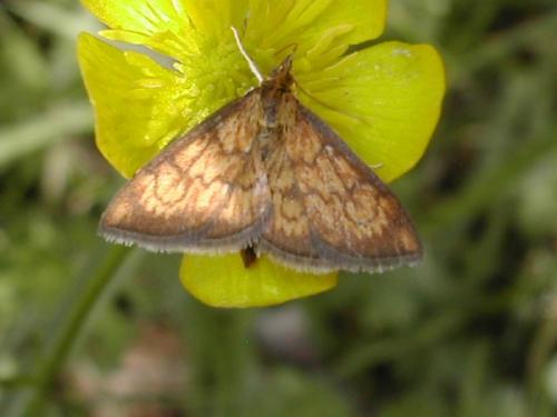 Ecpyrrhorrhoe rubiginalis