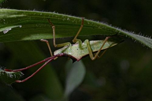 Gonocerus insidiator