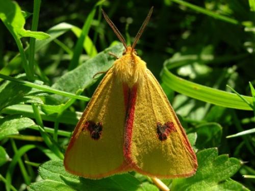 Réf. 17 705 : Diacrisia sannio