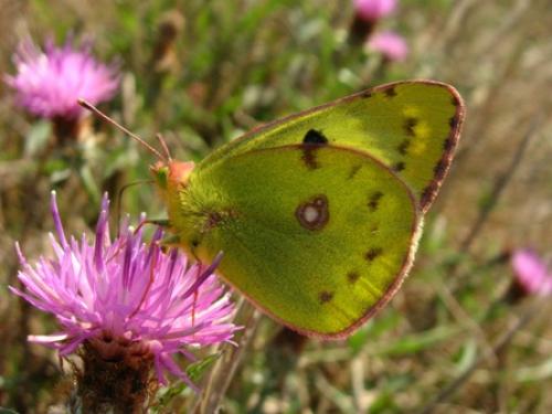 Colias sp.