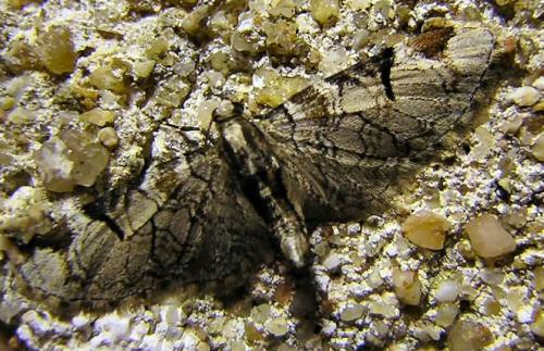 Réf. 17 454 : Eupithecia insigniata