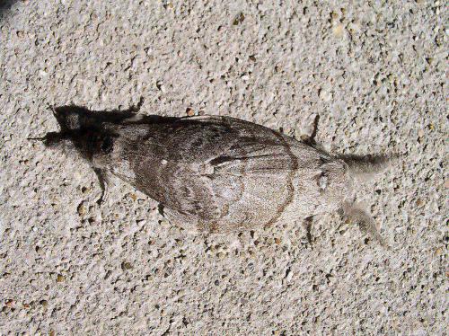 Réf. 17 970 : Calliteara pudibunda