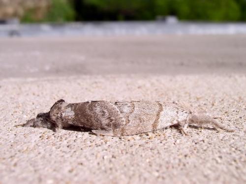 Calliteara pudibunda
