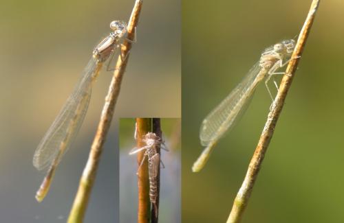 Enallagma cyathigerum