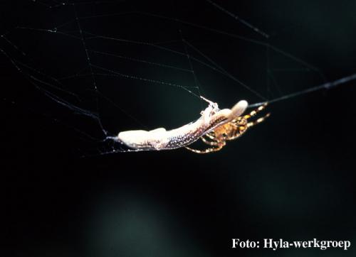 Araneus diadematus