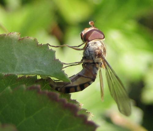 Episyrphus balteatus