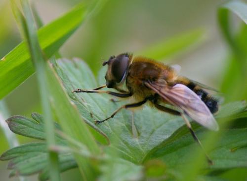 Réf. 17 472 : Eristalis sp.