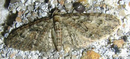 Réf. 17 329 : Eupithecia abbreviata