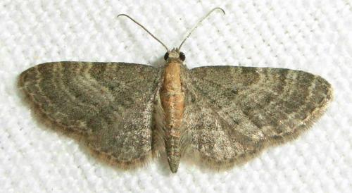 Réf. 17 929 : Eupithecia haworthiata