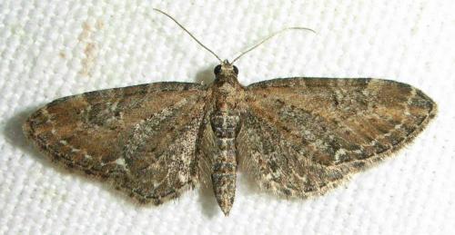 Réf. 17 928 : Eupithecia vulgata