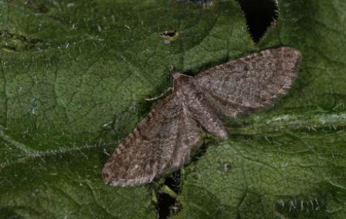 Eupithecia thalictrata