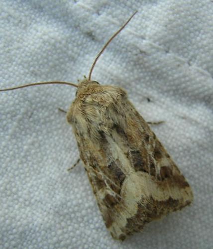 Réf. 17 012 : Luperina dumerilii