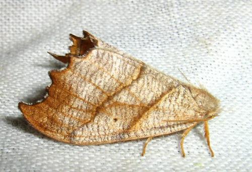 Falcaria lacertinaria