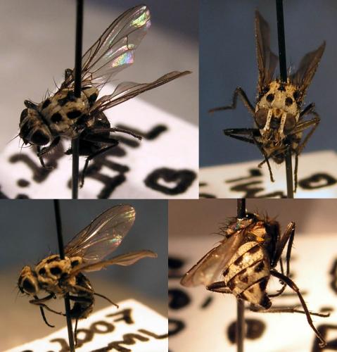 Anthomyia sp.
