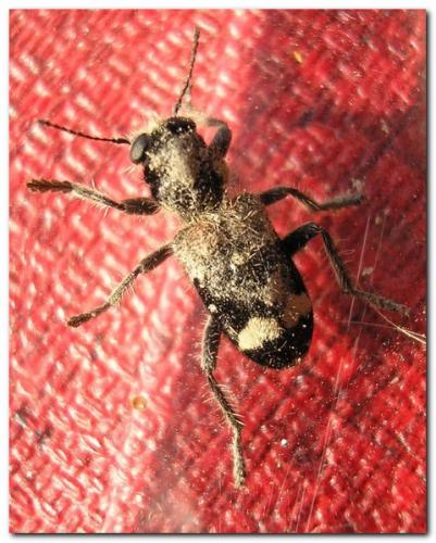 Clerus mutillarius