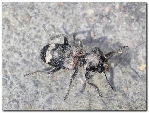 Clerus mutillarius