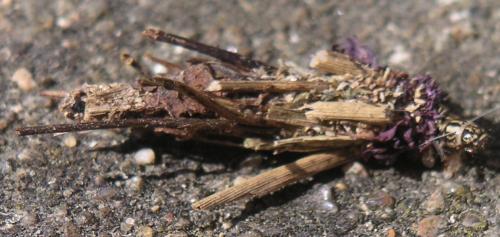 Réf. 17 620 : Canephora hirsuta