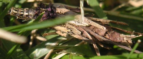 Réf. 17 621 : Canephora hirsuta