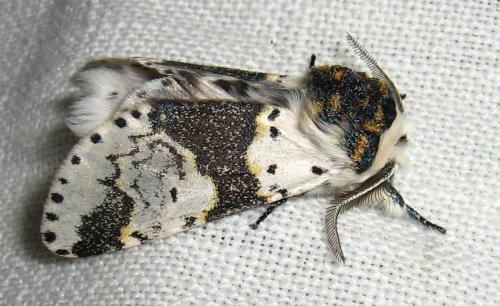 Réf. 17 953 : Furcula bicuspis